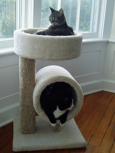 twin cat furniture