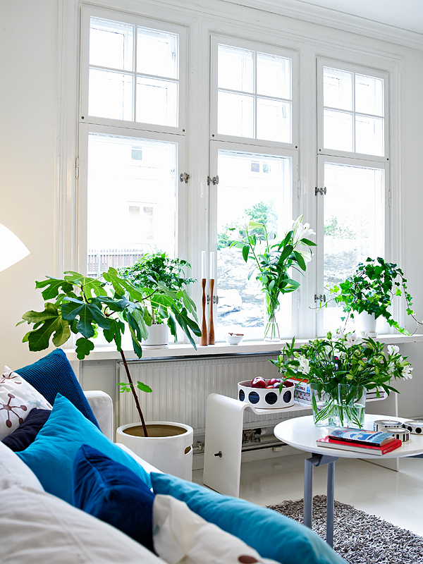 plants in home