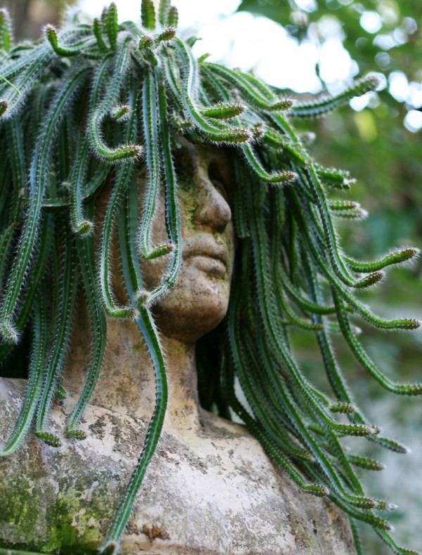 For a planting that is more than a little bit edgy, put a snake cactus in a stone head planter and you'll have your very own Medusa as seen here.