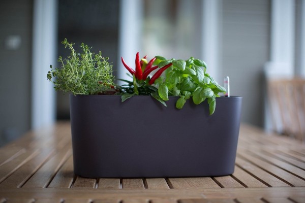 For apartment dwellers who are apt to forget their watering schedule, the Algreen Self Watering Windowsill Planter is perfect.