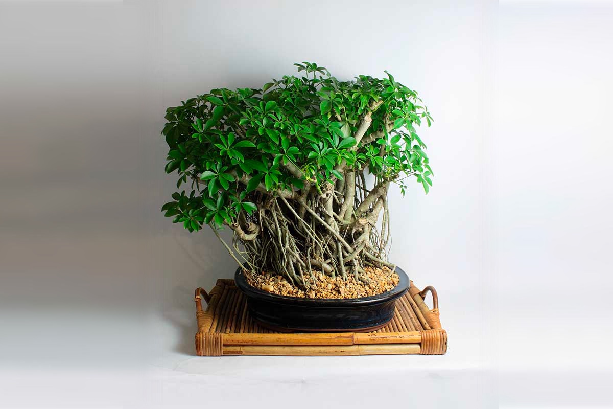 20 Year Old Schefflera Bonsai Tree 