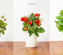 Cool Product Alert: Magnetically Levitating Planter
