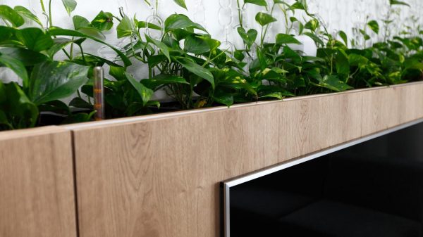Designer Transforms Space With Indoor Plants
