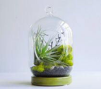 Maintenance-free Moss Terrariums
