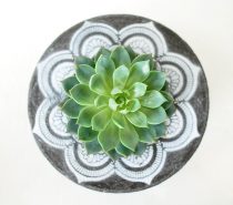 Product Of The Week: Novelty Ceramic Succulent Planters