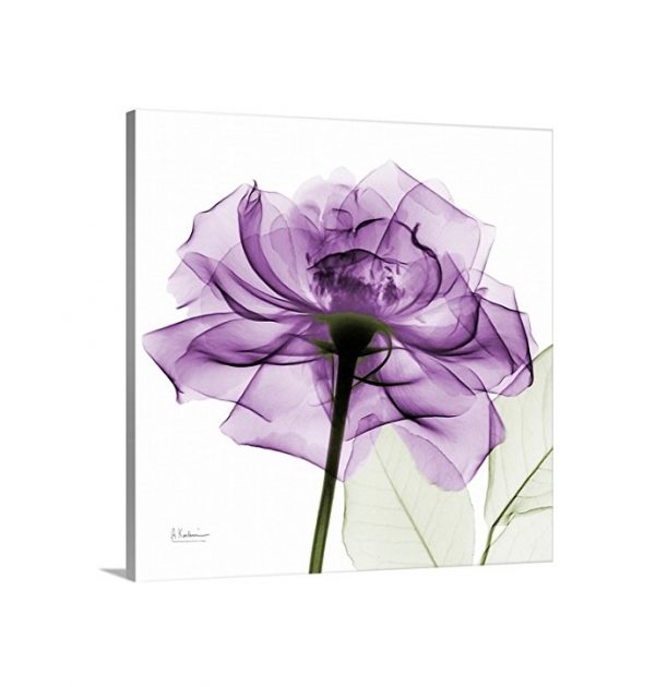 Exquisite Floral X-Ray Art Prints By Albert Koetsier