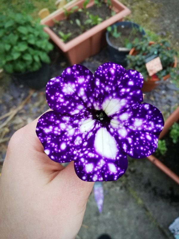 Cool Product Alert: The Petunia Night Sky Plant