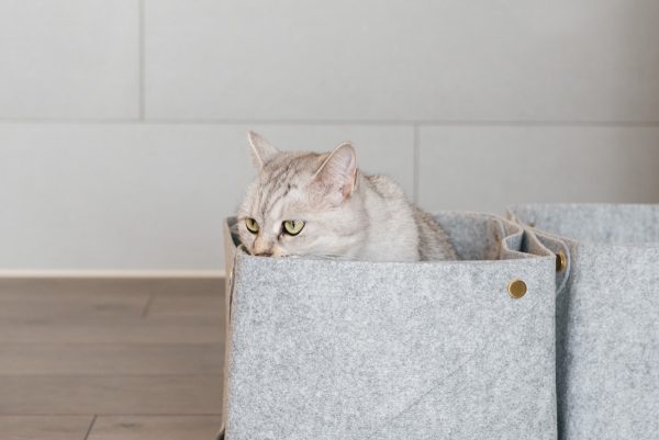 How To Make A Cat Happy: Cat Friendly Home Design