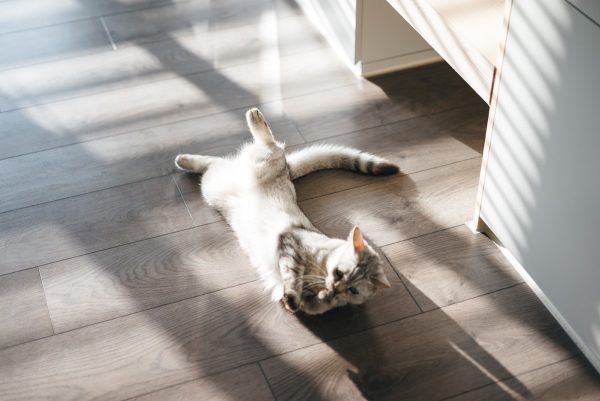 How To Make A Cat Happy: Cat Friendly Home Design