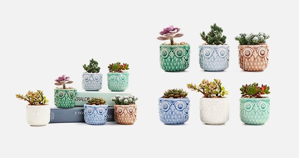 Product Of The Week: Ceramic Owl Succulent Planters