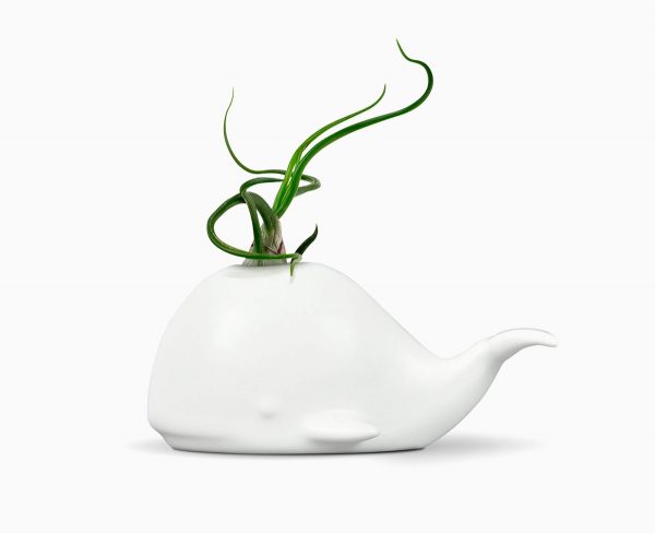 Product Of The Week: Beautiful Air Plant Holders