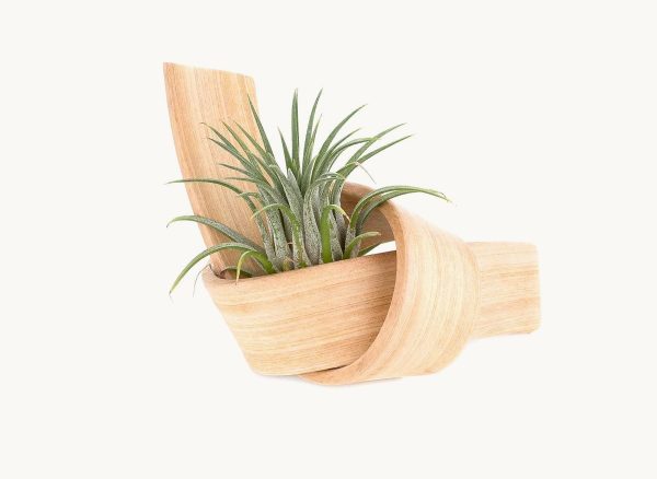 Product Of The Week: Beautiful Bent Wood Sculpture Planters