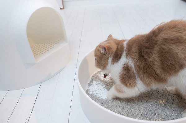 Product Of The Week: A Cute Igloo Shaped Cat Litter Box
