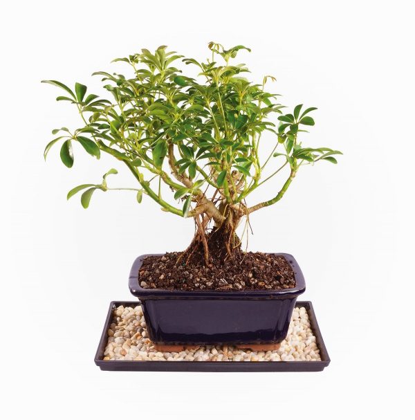 Product Of The Week: Beautiful Bonsai Trees