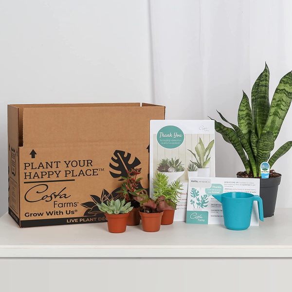 Product Of The Week: Plant and Succulent-Cactus Mix Subscription Box