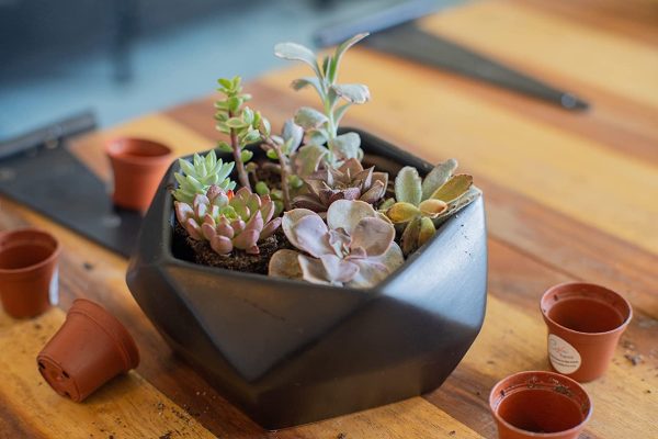 Product Of The Week: Plant and Succulent-Cactus Mix Subscription Box