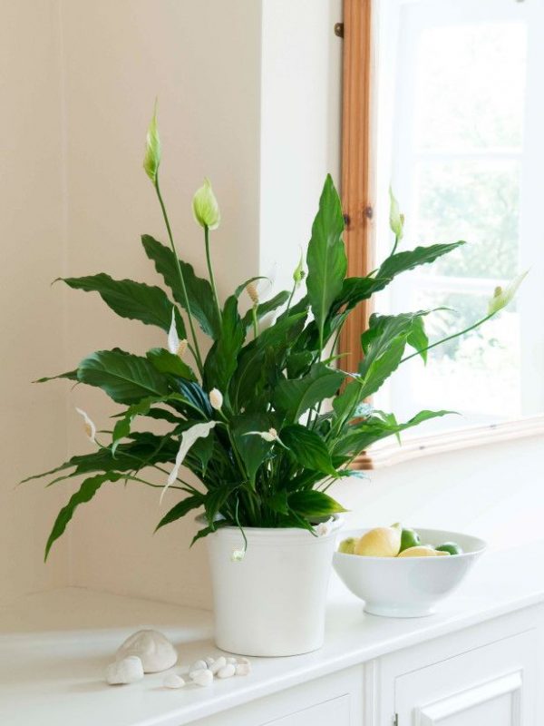Image result for peace lily aesthetic