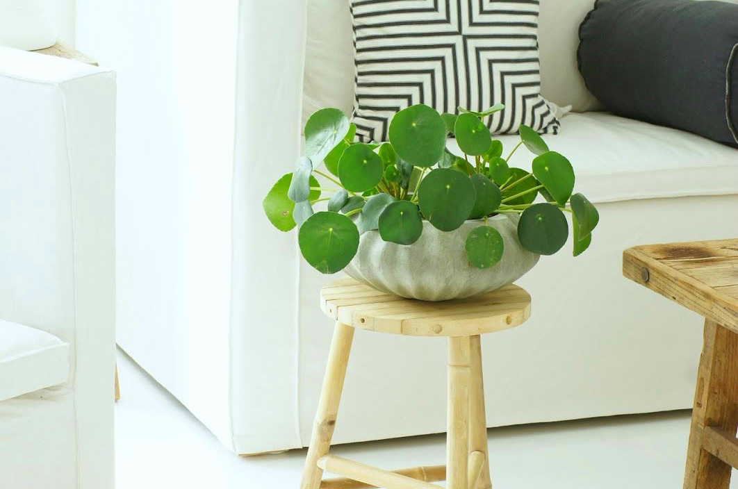 32 Beautiful Indoor House Plants That Are Also Easy To Maintain - Small Plants Home Decor Ideas