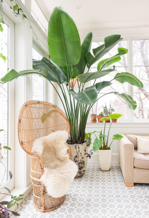 houseplants that are poisonous to cats