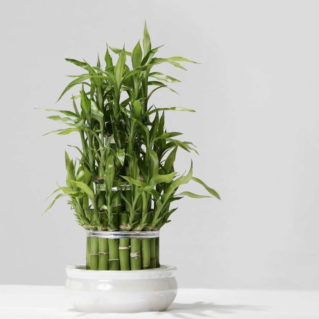 31 Low Light Indoor Plants That Flourish in Dim Spaces